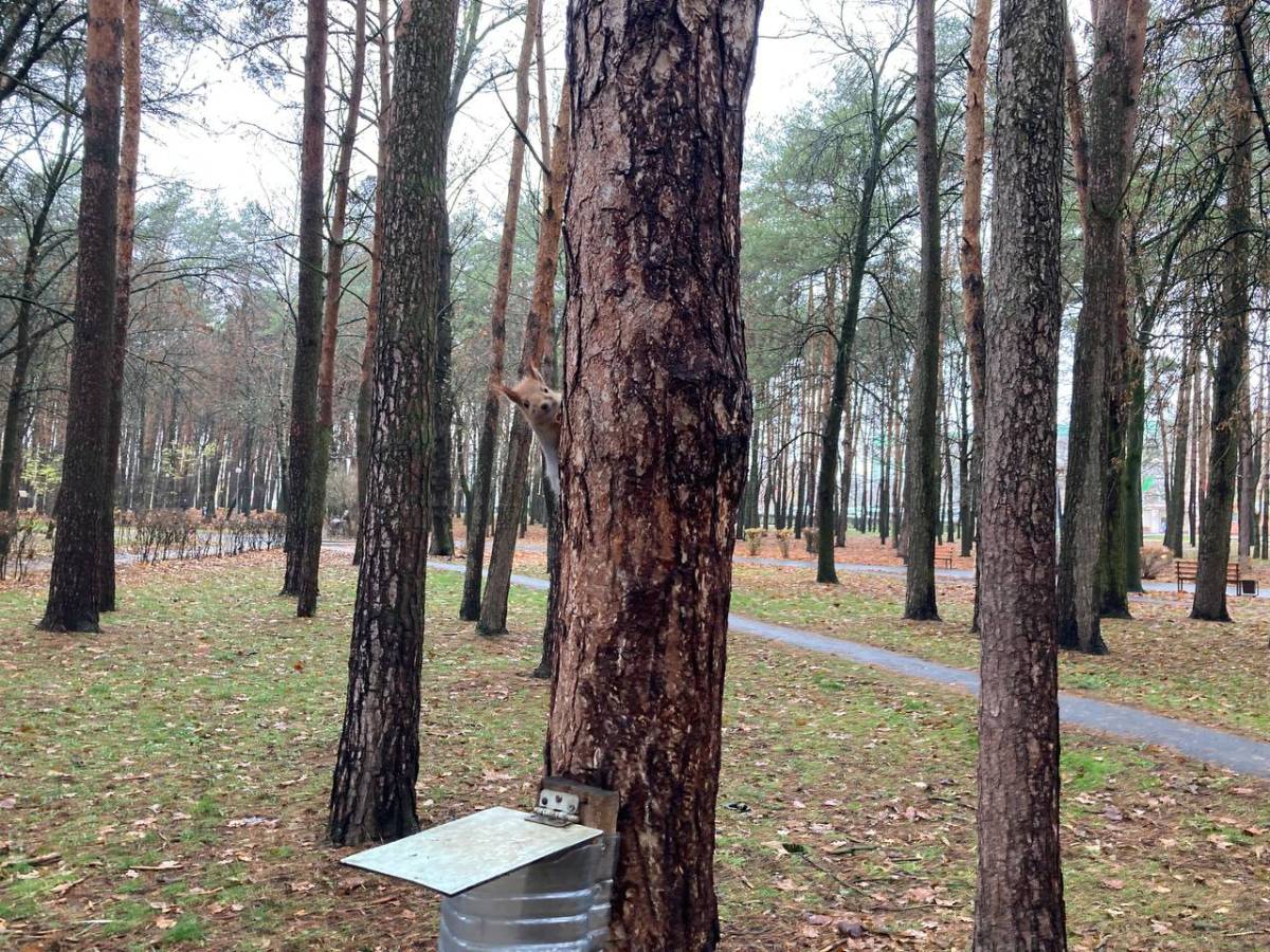 белки в парке фестивальном в Гомеле