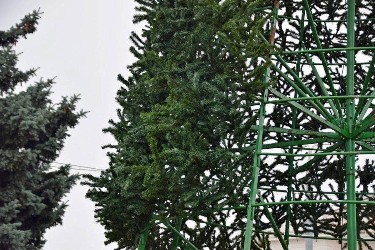 В Гомеле начали устанавливать новогодние ёлки: первая — на Привокзальной площади