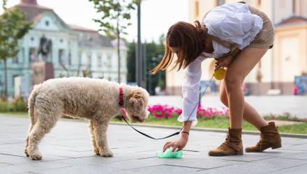 Владельцев собак в Гомеле обяжут убирать за питомцами