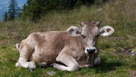 Корову не лечили: суд взыскал ущерб с фермеров Чечерского района