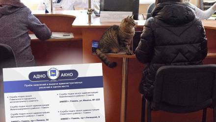 Усы, лапы, хвост уже не котируются! Как и зачем оформить «паспорт» питомцу в Гомеле