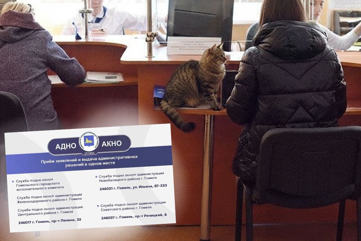 Усы, лапы, хвост уже не котируются! Как и зачем оформить «паспорт» питомцу в Гомеле