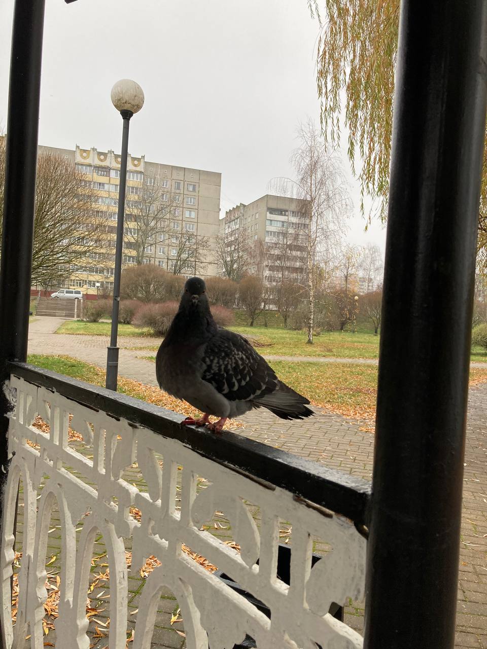 голуби Гомель