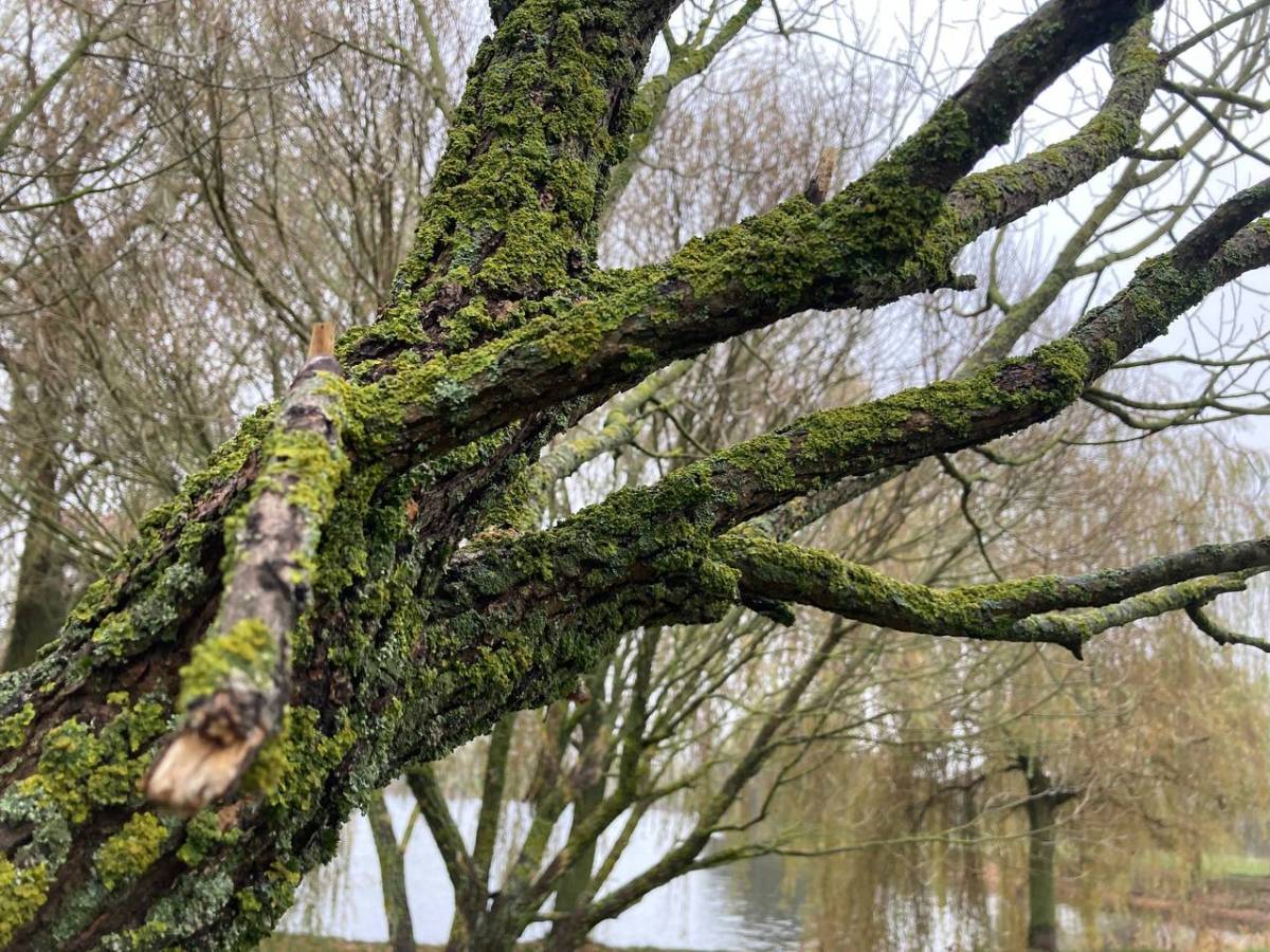 Мох и деревья: детали, которые создают атмосферу в Гомеле