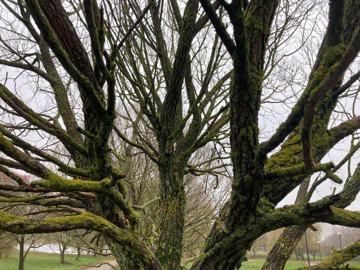 Мох и деревья в Гомеле: детали, которые создают атмосферу