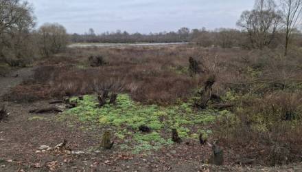 Домовладелец вырубил 186 деревьев ради вида на Березину и попал под следствие