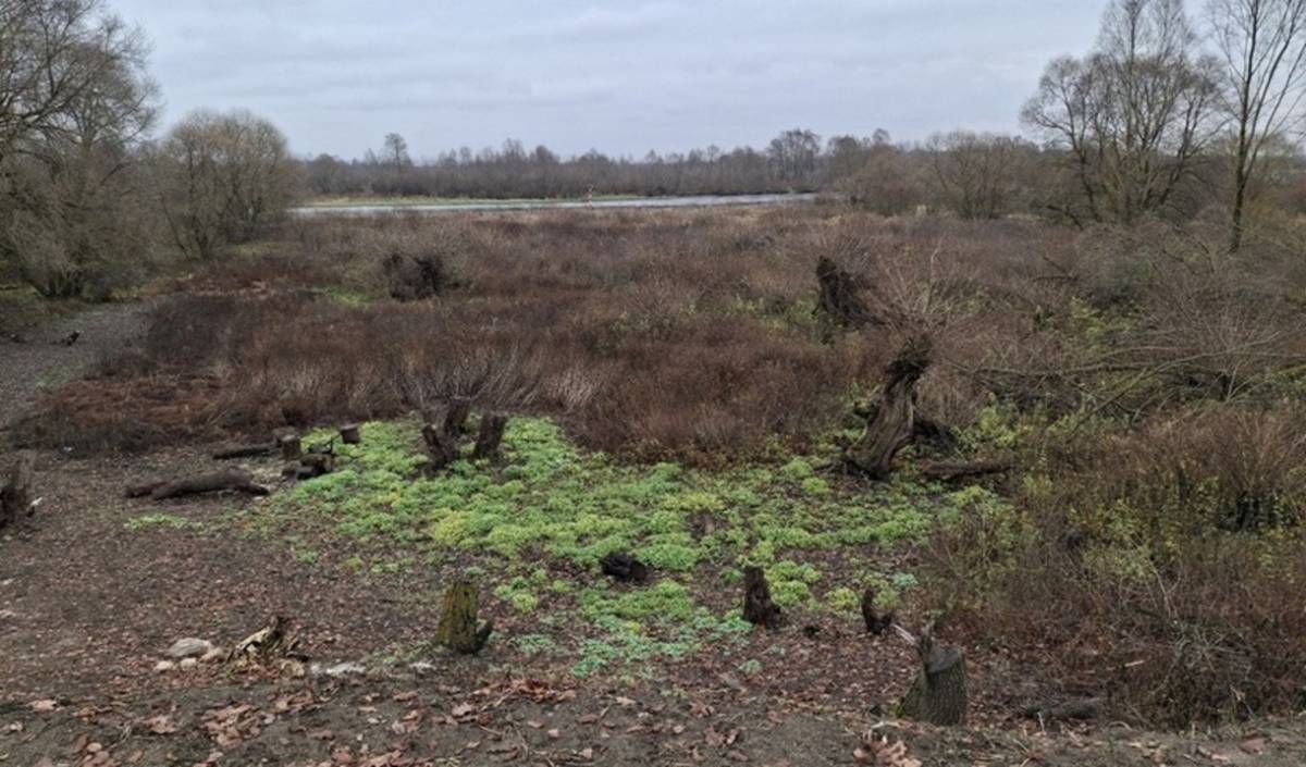 Домовладелец вырубил 186 деревьев ради вида на Березину и попал под следствие