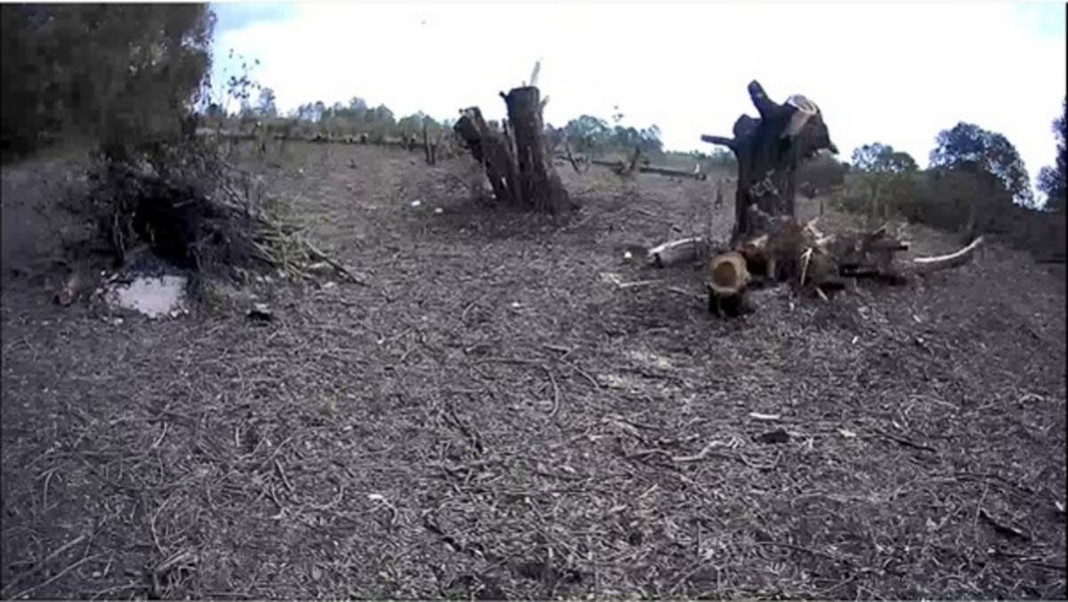 Следственного комитета установил обстоятельства незаконной вырубки деревьев в деревне Василевка