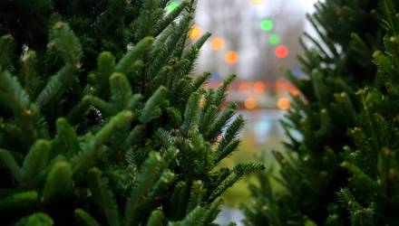 В Гомельской области подготовили 17 тысяч новогодних деревьев