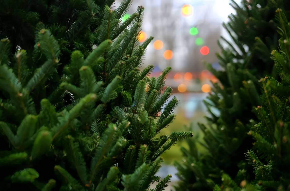 В Гомельской области подготовили 17 тысяч новогодних деревьев