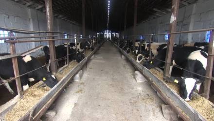 В Светлогорске взыскали ущерб за гибель коров в ДТП