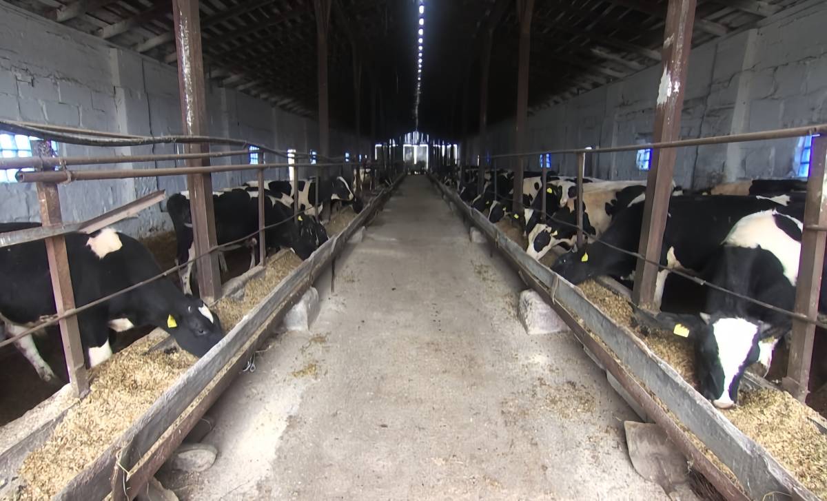 В Светлогорске взыскали ущерб за гибель коров в ДТП