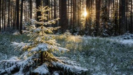 За самовольно срубленную елку - штраф