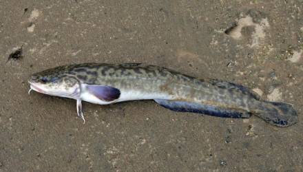 Запрет на лов налима обыкновенного в Беларуси