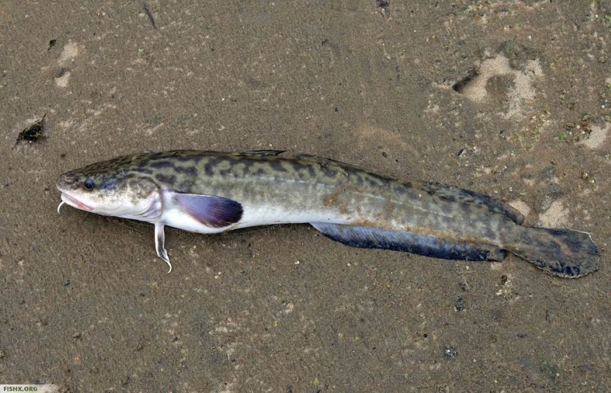 Запрет на лов налима обыкновенного в Беларуси