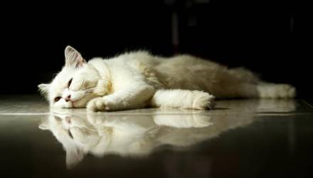 Новости Беларуси,что изменится вБеларуси в новом году