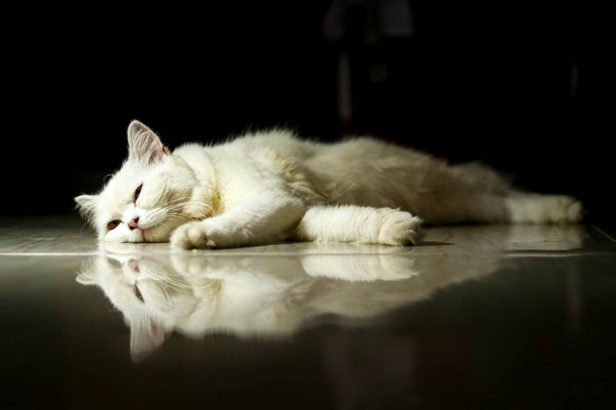 Новости Беларуси,что изменится вБеларуси в новом году