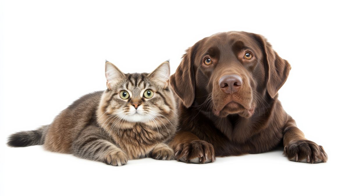 Самовыгул животных опасен