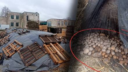 В Гомеле выявили нарушения при хранении картофеля стабфонда