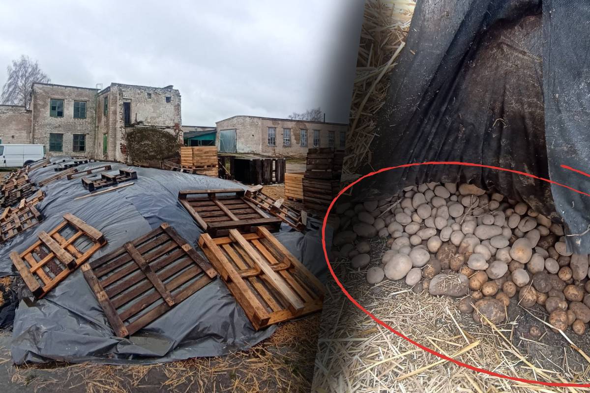 В Гомеле выявили нарушения при хранении картофеля стабфонда