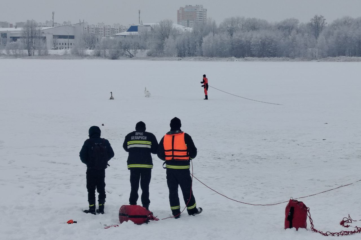 Гомельским лебедям нашли место для зимовки