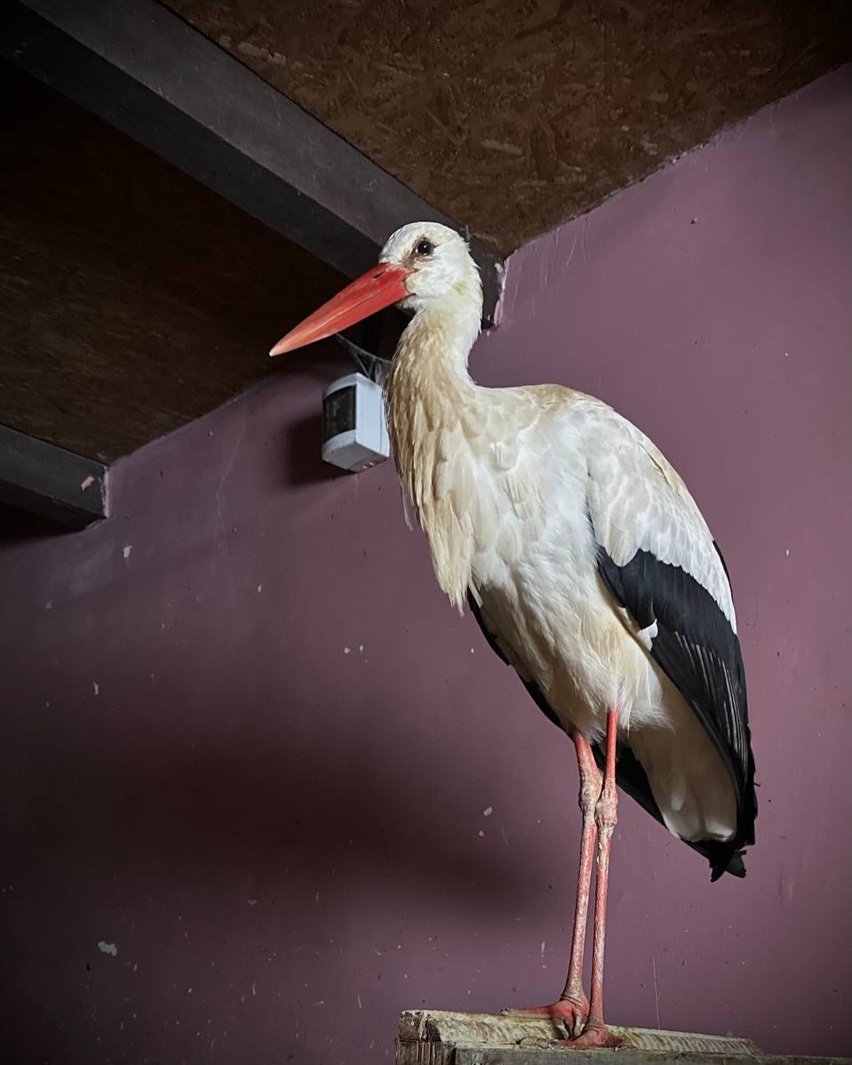 В «Островке» живут около 300 особенных животных