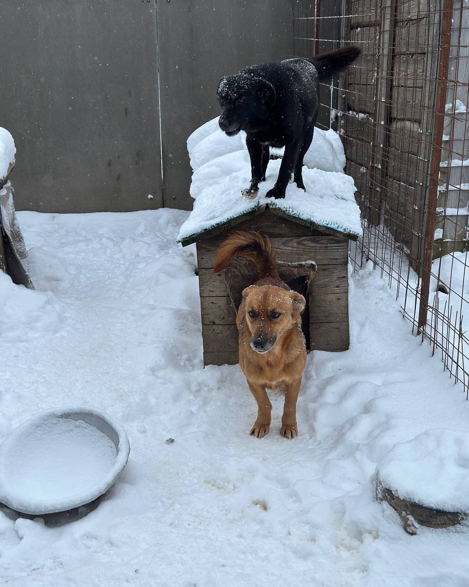 Что сейчас требуется приюту