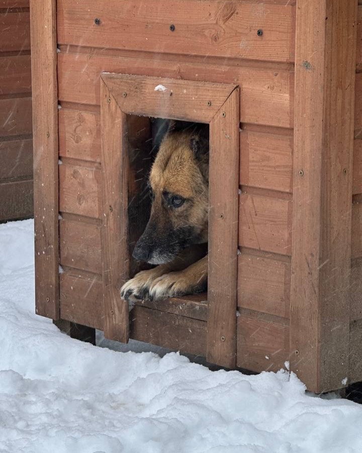 Морозы стали угрозой для животных