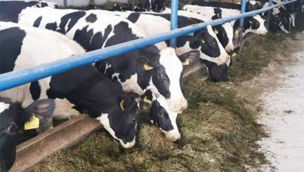 В Гомельской области управляющая фермой скрыла падеж 25 телят