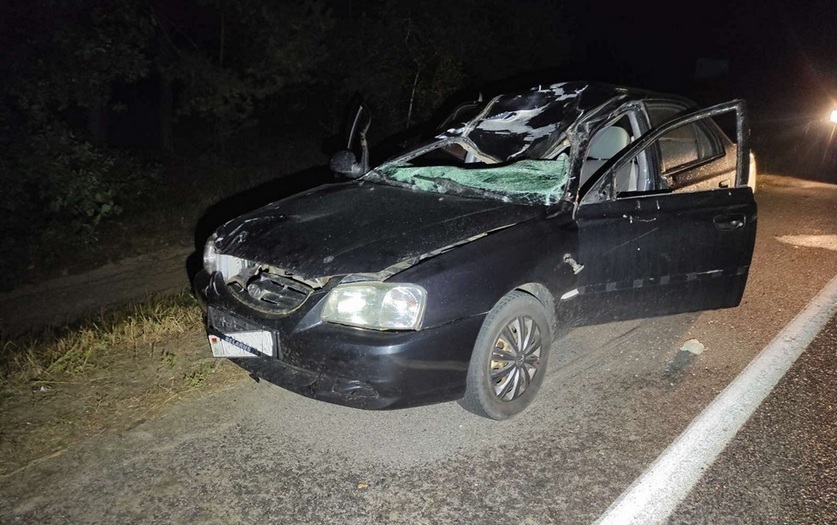 Какие животные чаще всего становятся причиной аварий