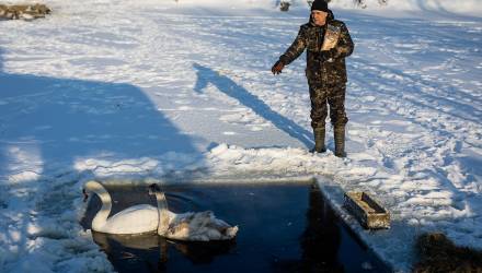 На Волотовских озерах мерзнут лебеди?