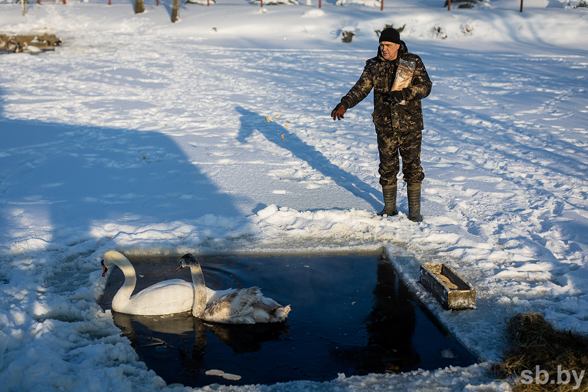 На Волотовских озерах мерзнут лебеди?