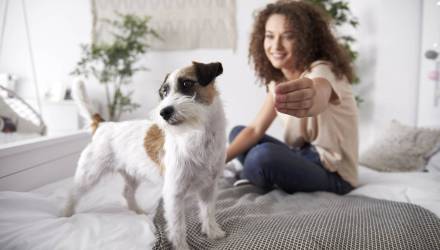 Налог на собак в Гомеле: что нужно знать владельцам с 2026 года