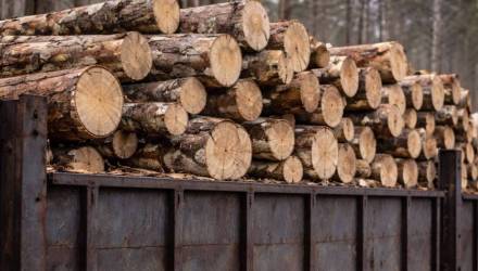 Бездействие главного инженера лесхоза привело к нарушению прав травмированного работника