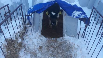 КГК проверил фермы Гомельской области: часть нарушений устранили на месте