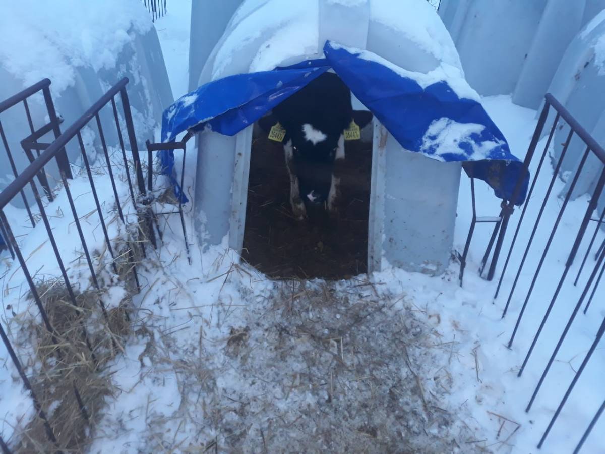 КГК проверил фермы Гомельской области: часть нарушений устранили на месте