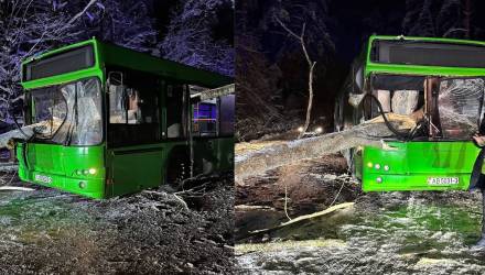 В Гомельском районе на рейсовый автобус упало дерево: что известно о происшествии