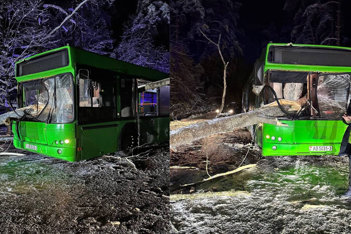В Гомельском районе на рейсовый автобус упало дерево: что известно о происшествии