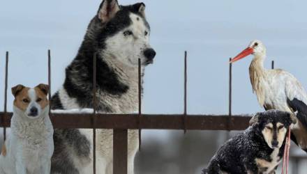 Приют «Островок» просит помощи из-за сильных морозов