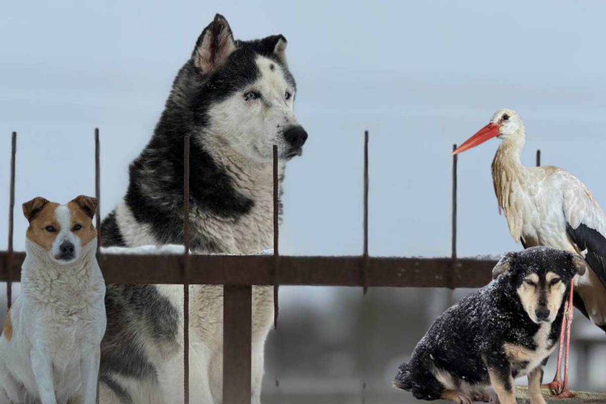 Приют «Островок» просит помощи из-за сильных морозов