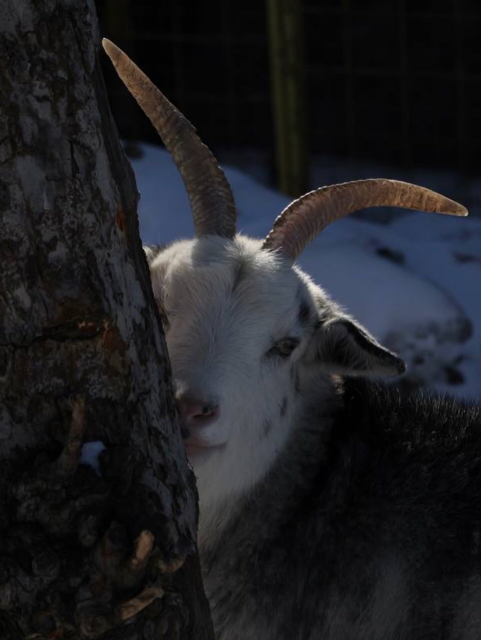 Тяжёлый быт зимнего приюта