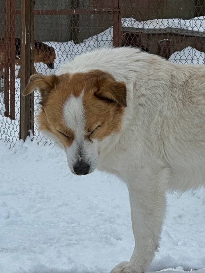 Сегодня в приюте живут около 300 животных