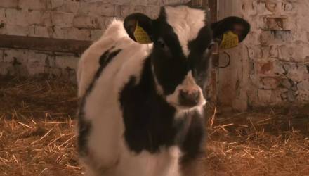 Ущерб более 50 тысяч рублей: в хозяйстве на Гомельщине отравили скот