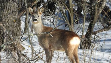 В Жлобинском районе тракторист спас замерзающего детеныша косули