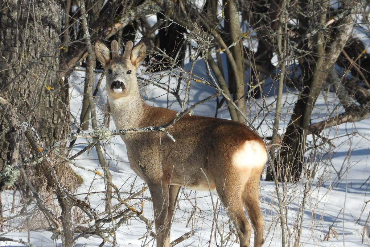В Жлобинском районе тракторист спас замерзающего детеныша косули