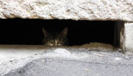 Животные в подвалах: что запрещает закон в Беларуси