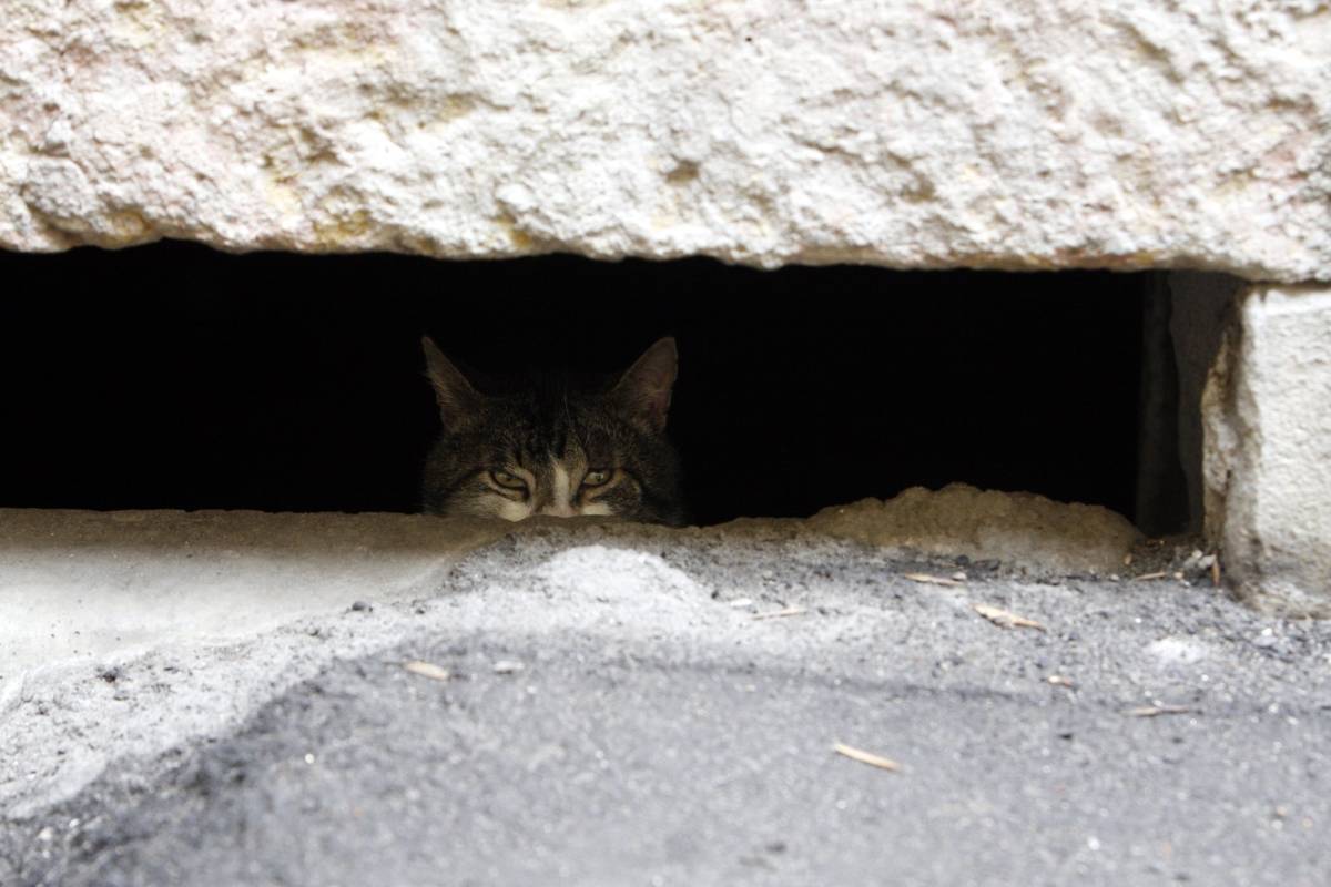 Животные в подвалах: что запрещает закон в Беларуси