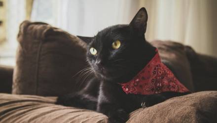 Завещание для питомца, новости Гомеля