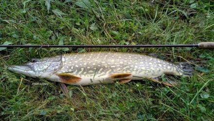 В Беларуси действуют строгие правила, регулирующие ловлю щуки в период нереста. Это связано с тем, что в это время рыба особенно уязвима, а ее вылов может нанести серьезный ущерб популяции. С 1 марта по 15 апреля запрет на лов щуки обыкновенной будет действовать в рыболовных угодьях Брестской, Гомельской, Гродненской, Минской и Могилевской областей