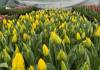 Тюльпаны к 8 Марта: список площадок продажи в Гомеле